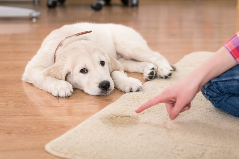 carpet cleaning Regular cleaning